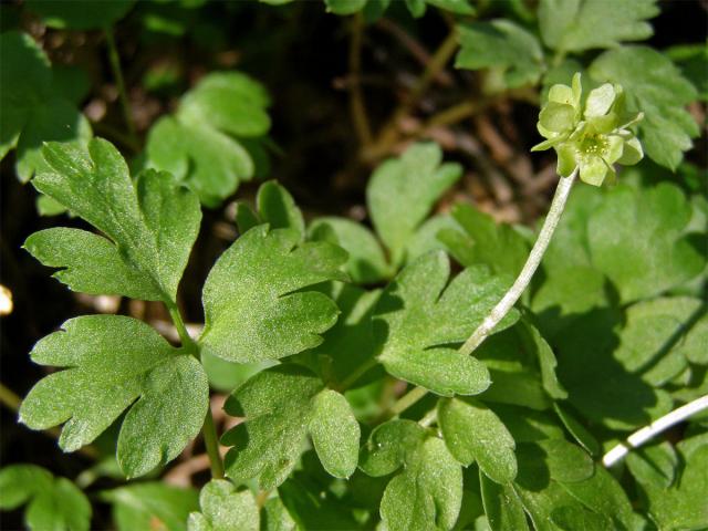 Pižmovka mošusová (Adoxa moschatellina L.)