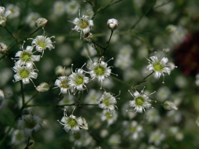 Šater latnatý (Gysophilla paniculata L.)