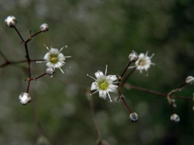 Šater latnatý (Gysophilla paniculata L.)