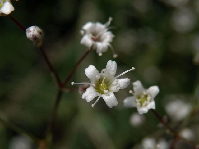 Šater latnatý (Gysophilla paniculata L.)