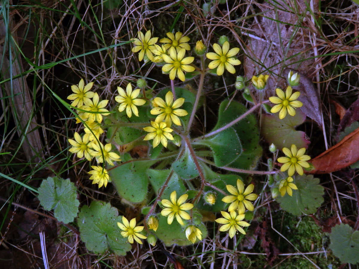 Aichryson villosum (Ait.) Webb et Berthel