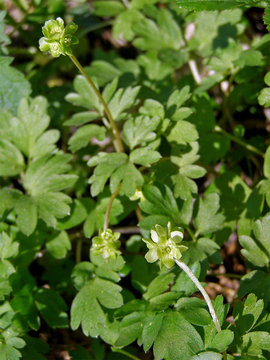 Pižmovka mošusová (Adoxa moschatellina L.)