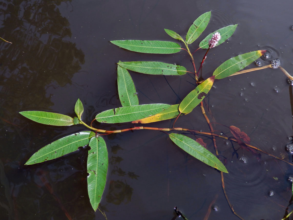 Rdesno obojživelné (Bistorta amphibia (L.) Delarbre)