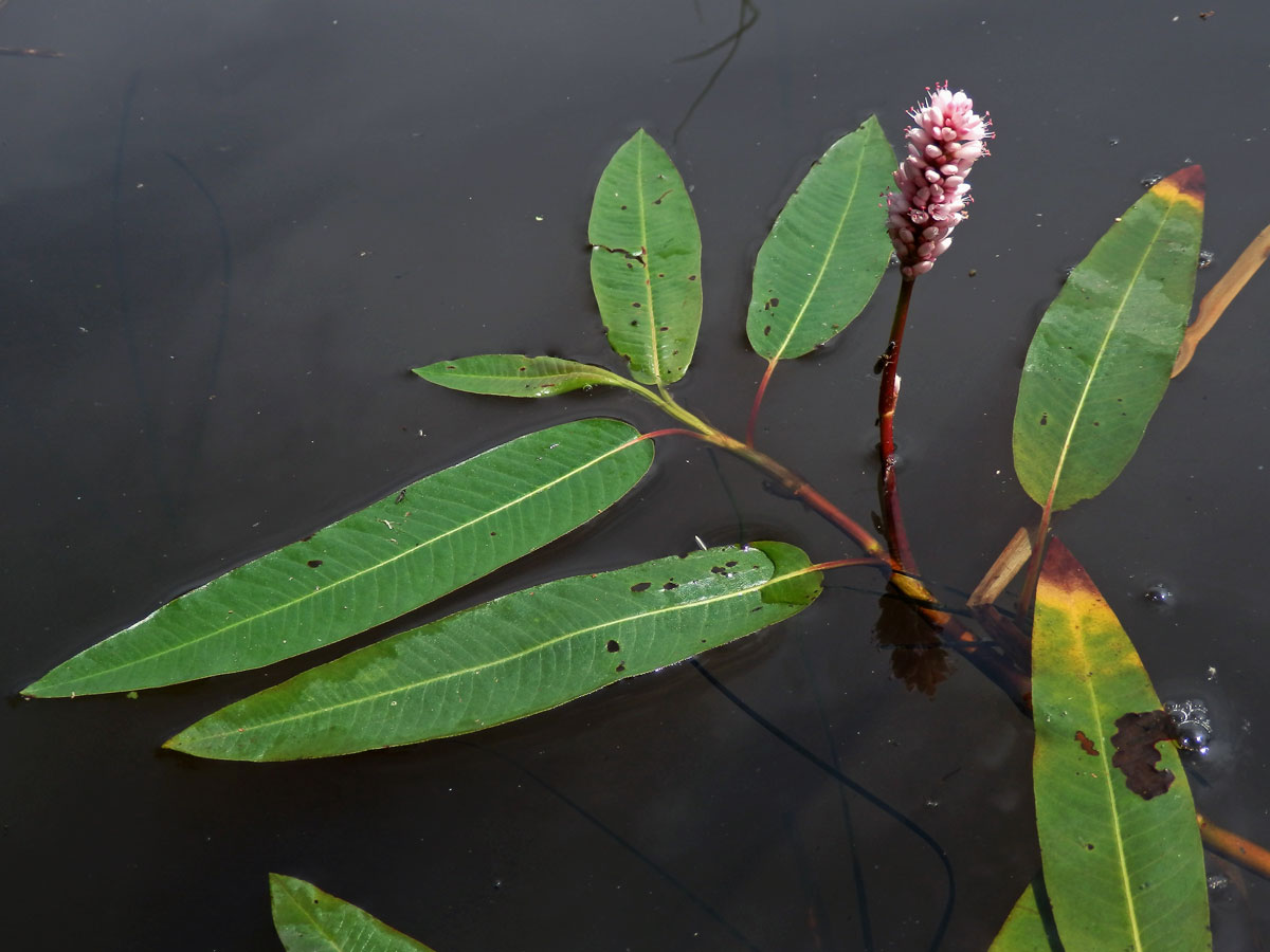 Rdesno obojživelné (Bistorta amphibia (L.) Delarbre)