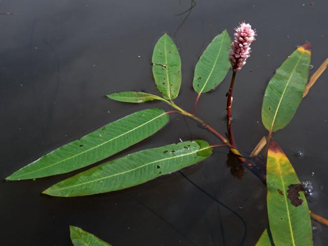 Rdesno obojživelné (Bistorta amphibia (L.) Delarbre)