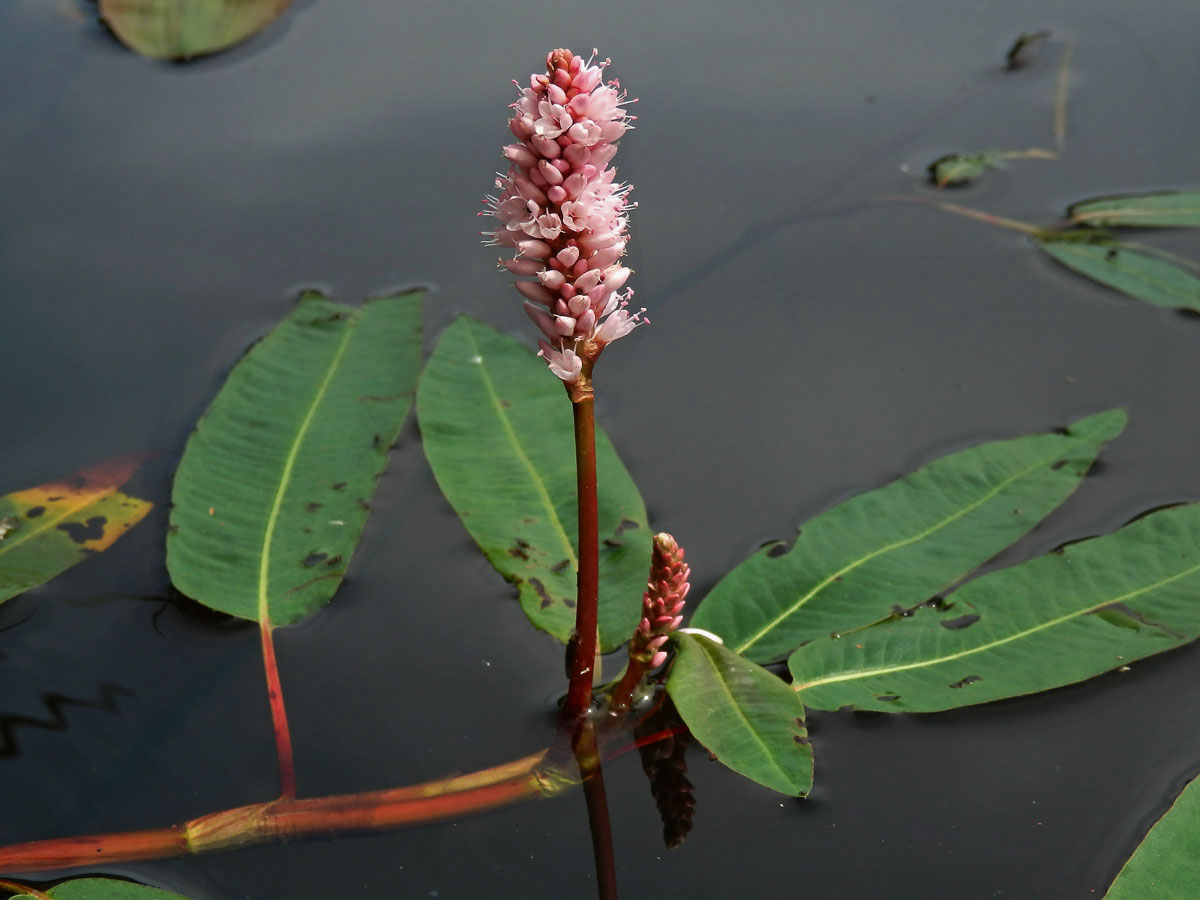 Rdesno obojživelné (Bistorta amphibia (L.) Delarbre)