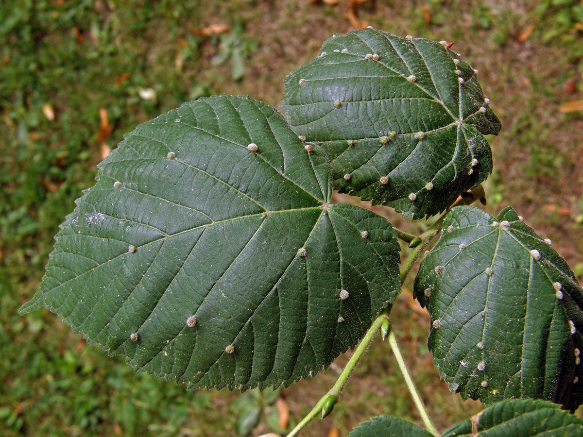 Hálky vlnovníka Eryophyes exilis