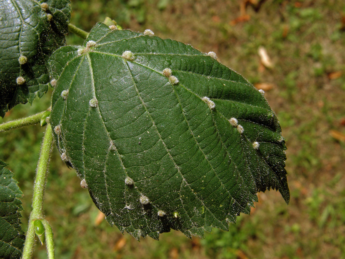 Hálky vlnovníka Eryophyes exilis