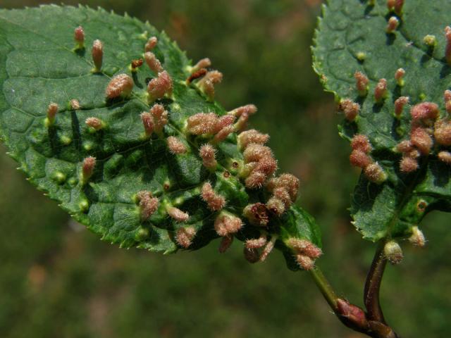 Hálky vlnovníka (Eriophyes paderinus); slivoň střemcha