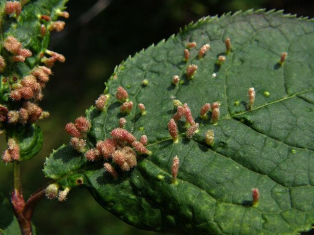 Hálky vlnovníka (Eriophyes paderinus); slivoň střemcha