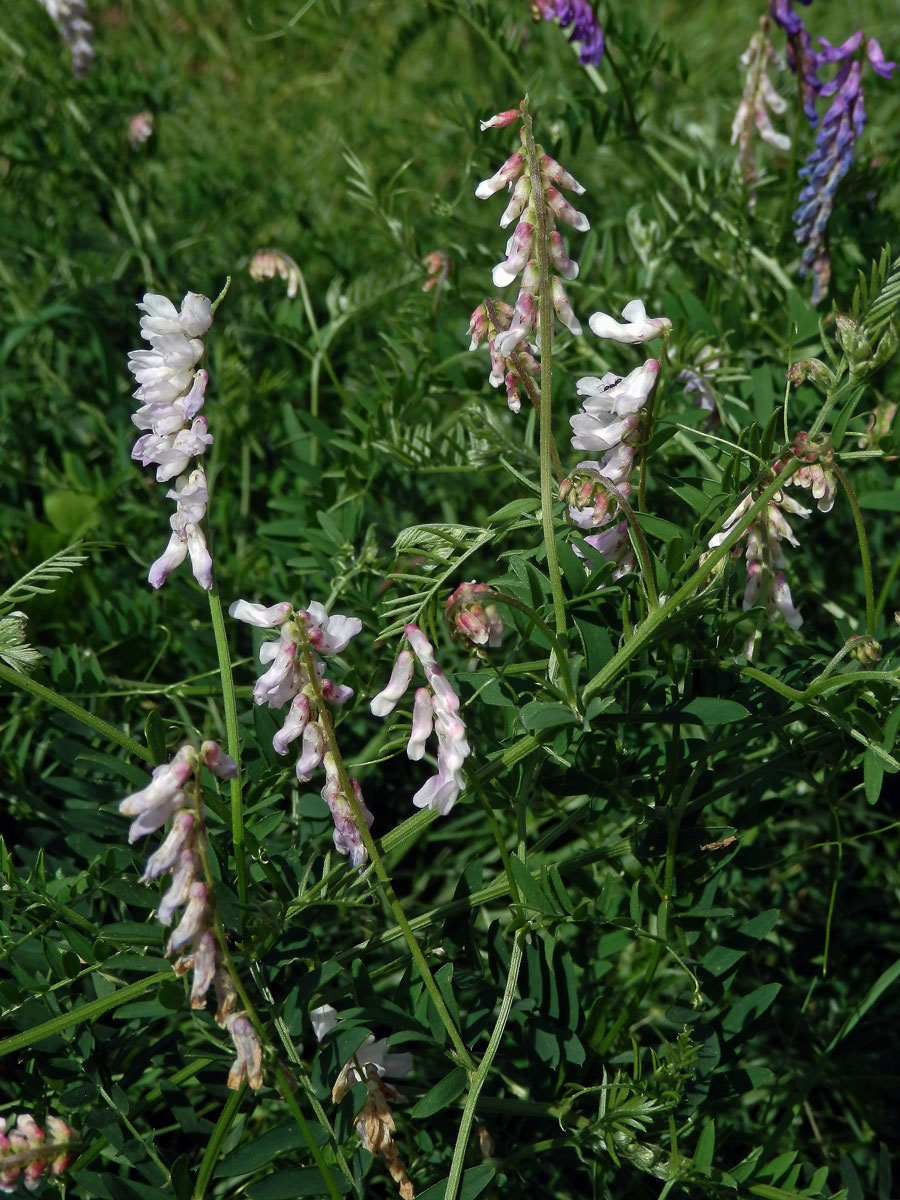 Vikev ptačí (Vicia cracca  L.) s bílou barvou květů (1a)