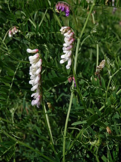 Vikev ptačí (Vicia cracca  L.) s bílou barvou květů (1b)