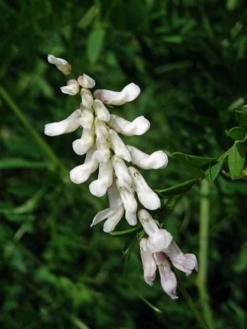 Vikev ptačí (Vicia cracca  L.) s bílou barvou květů (1c)