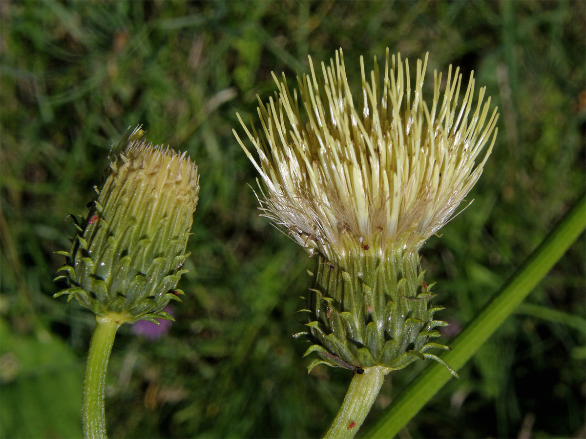 Pcháč lepkavý (Cirsium erisithales (Jacq.) Scop.)