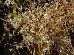 Kokotice (Cuscuta subinclusa  Durand & Hilg.)   