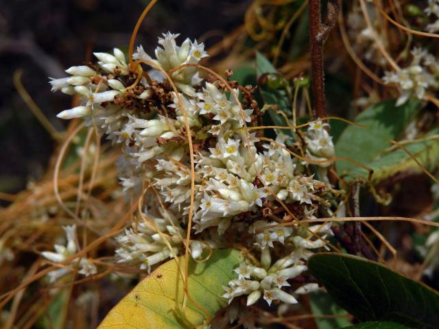 Kokotice (Cuscuta subinclusa  Durand & Hilg.)