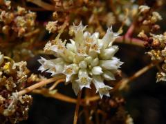 Kokotice (Cuscuta subinclusa  Durand & Hilg.)