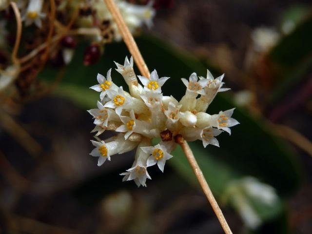 Kokotice (Cuscuta subinclusa  Durand & Hilg.)