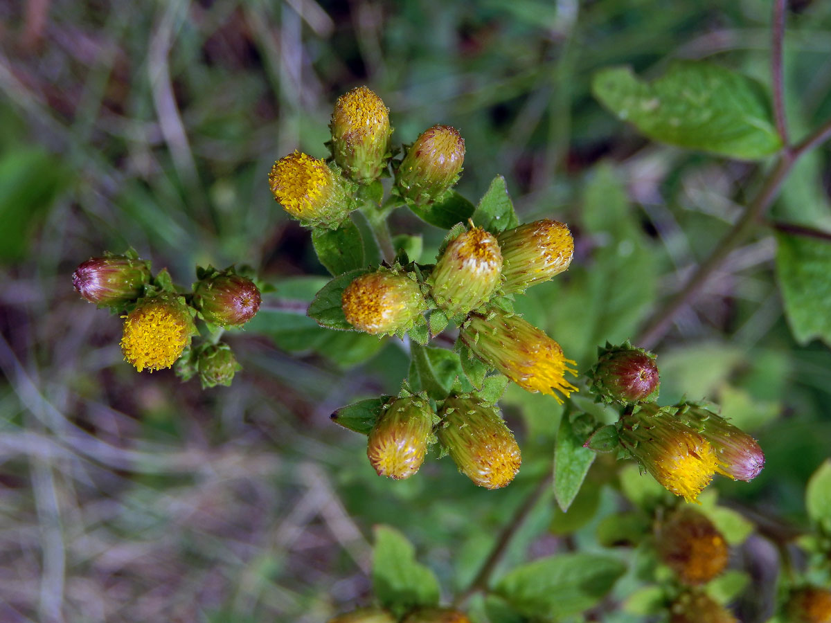 Oman hnidák (Inula conyzae (Griesselich) Meikle)