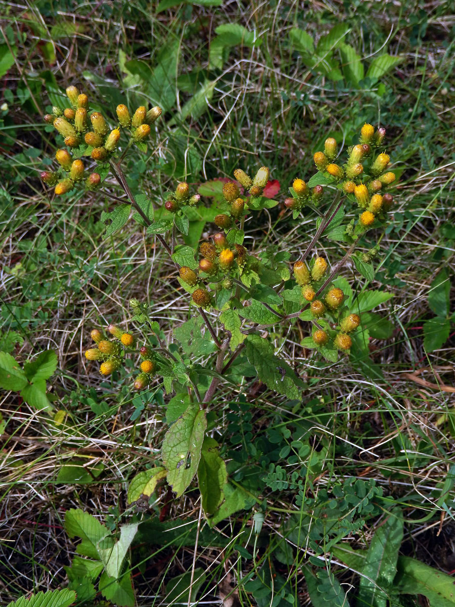 Oman hnidák (Inula conyzae (Griesselich) Meikle)