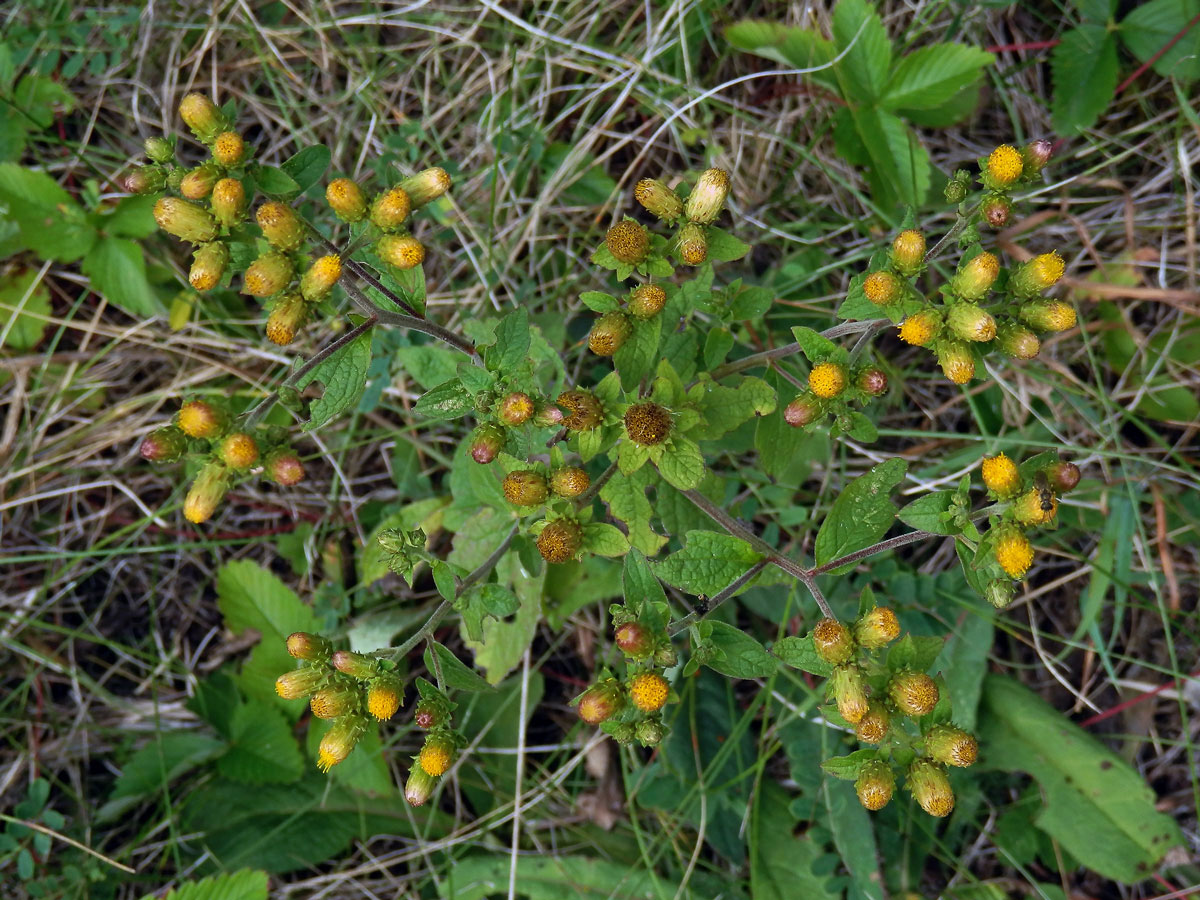 Oman hnidák (Inula conyzae (Griesselich) Meikle)