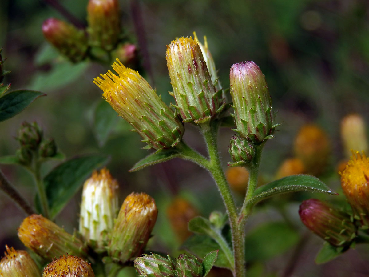 Oman hnidák (Inula conyzae (Griesselich) Meikle)