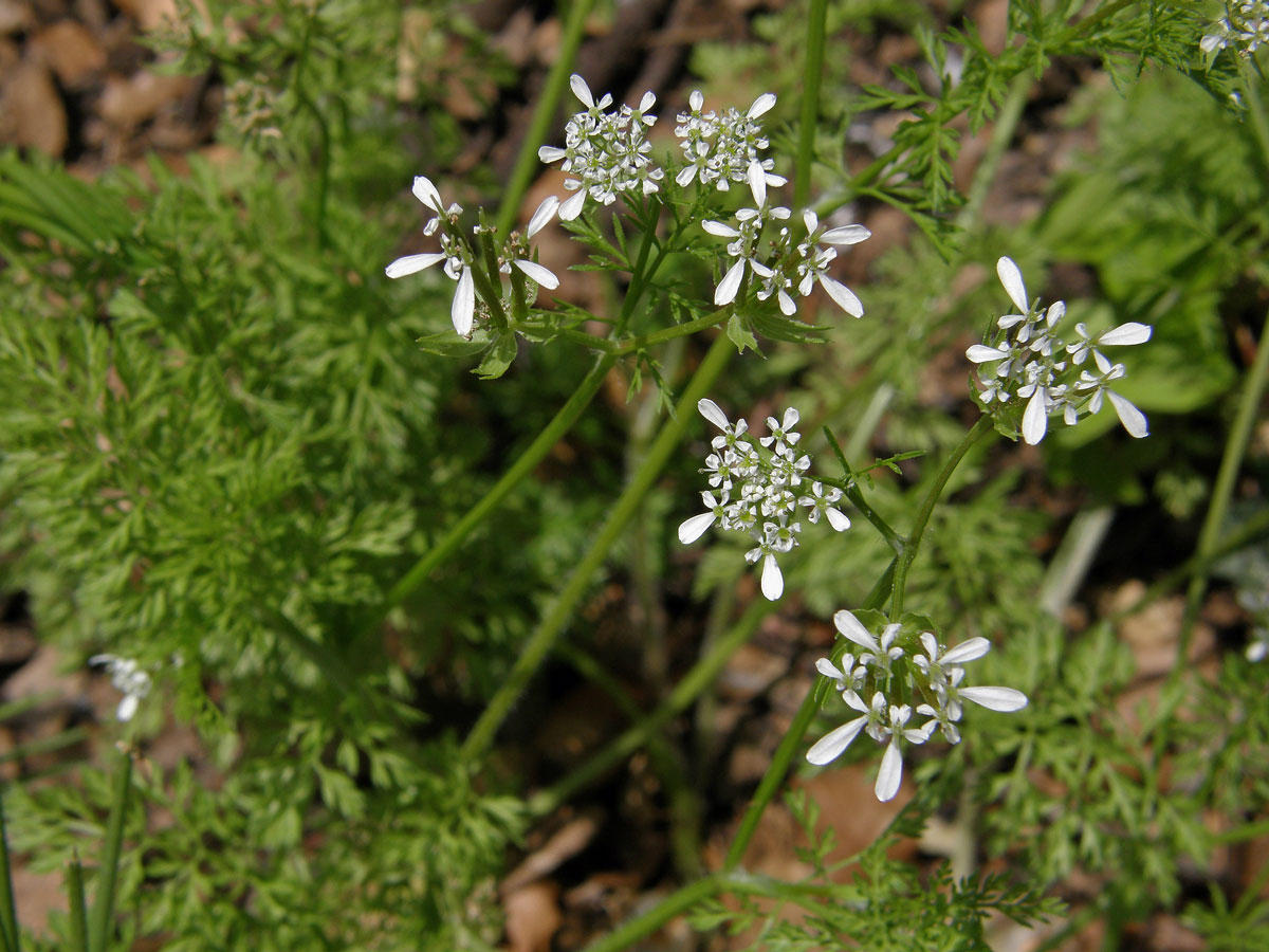 Vochlice hřebenitá (Scandix pecten-veneris L.)