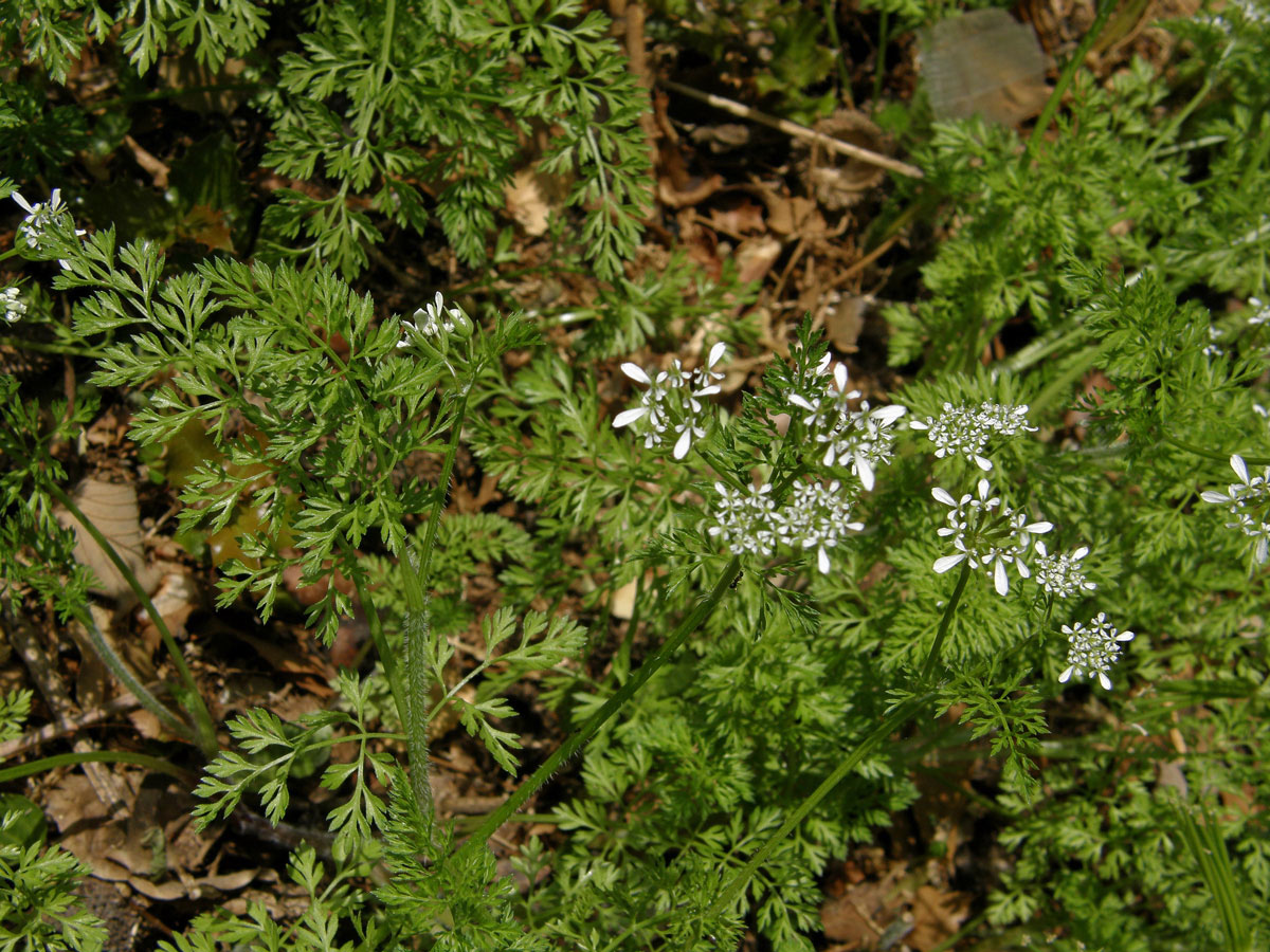 Vochlice hřebenitá (Scandix pecten-veneris L.)