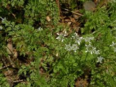 Vochlice hřebenitá (Scandix pecten-veneris L.)