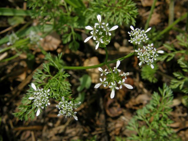 Vochlice hřebenitá (Scandix pecten-veneris L.)