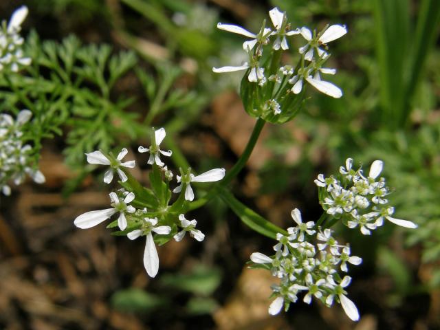 Vochlice hřebenitá (Scandix pecten-veneris L.)