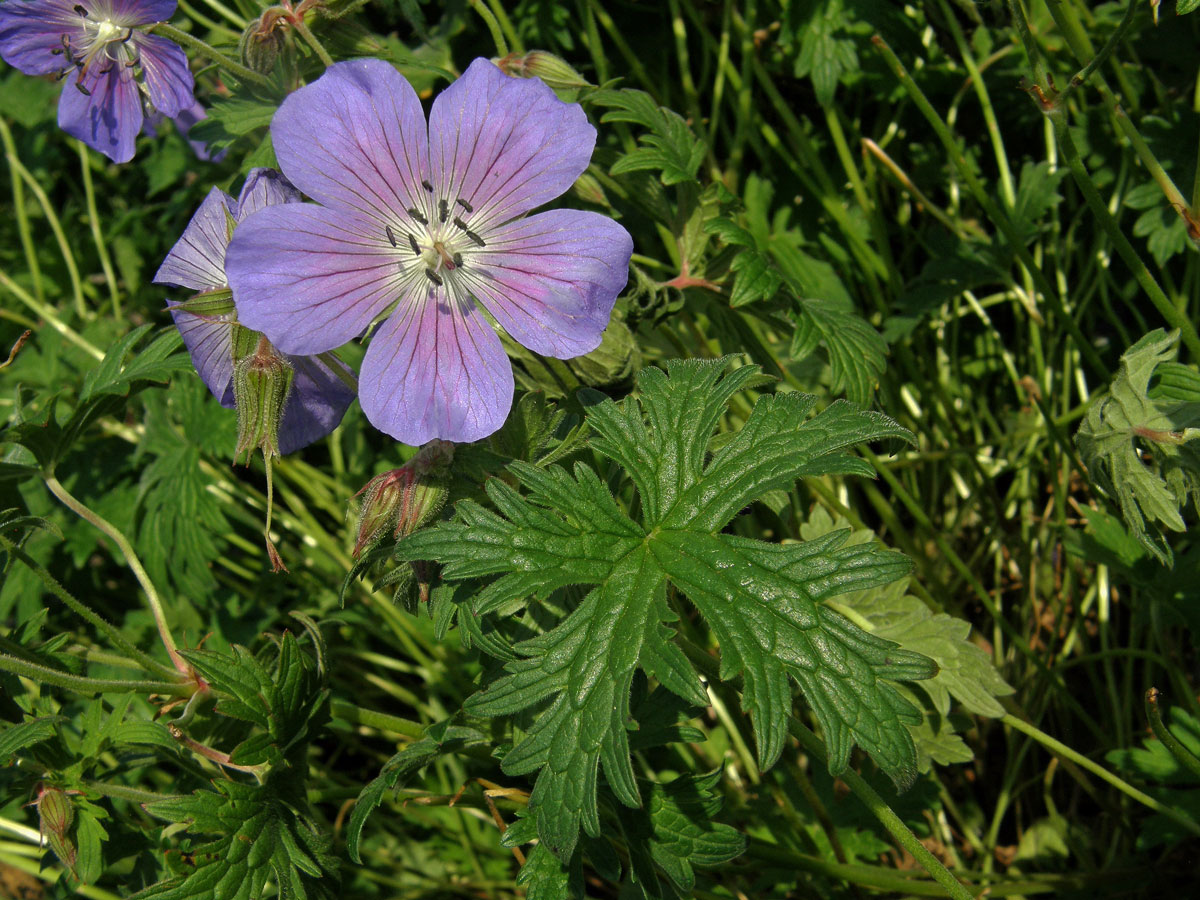 Kakost himalájský (Geranium himalayense Klotzsch)