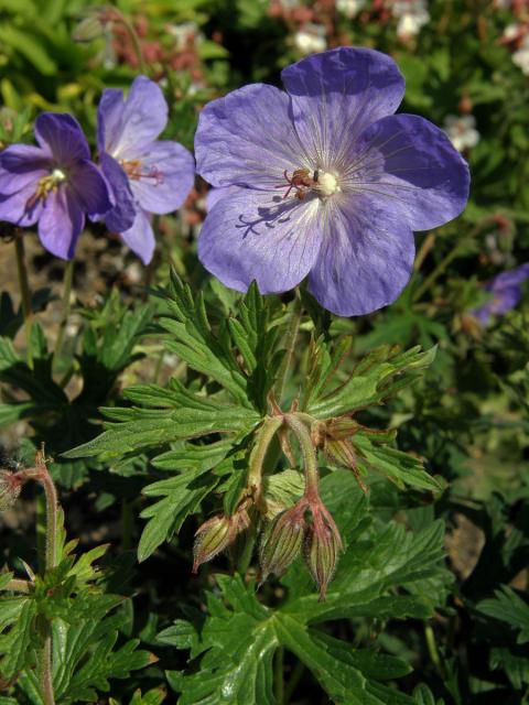 Kakost himalájský (Geranium himalayense Klotzsch)