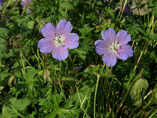 Kakost himalájský (Geranium himalayense Klotzsch)