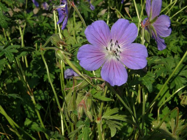 Kakost himalájský (Geranium himalayense Klotzsch)