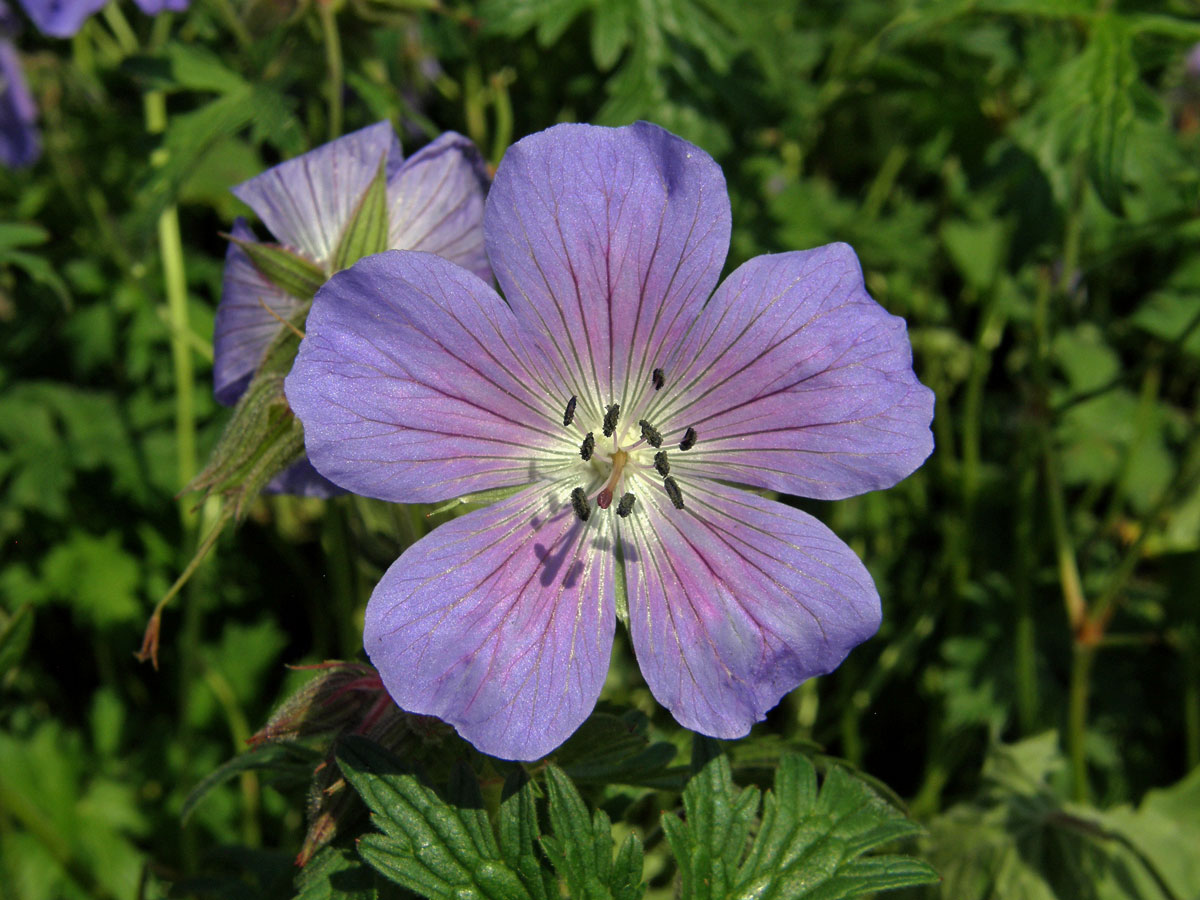 Kakost himalájský (Geranium himalayense Klotzsch)