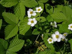 Jahodník (Fragaria orientalis Lozinsk.)