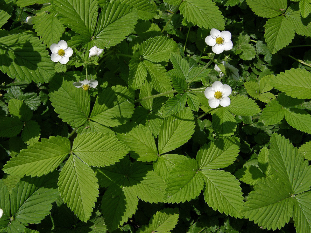 Jahodník (Fragaria orientalis Lozinsk.)