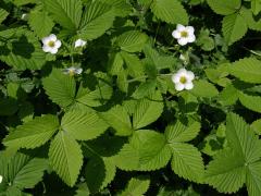 Jahodník (Fragaria orientalis Lozinsk.)