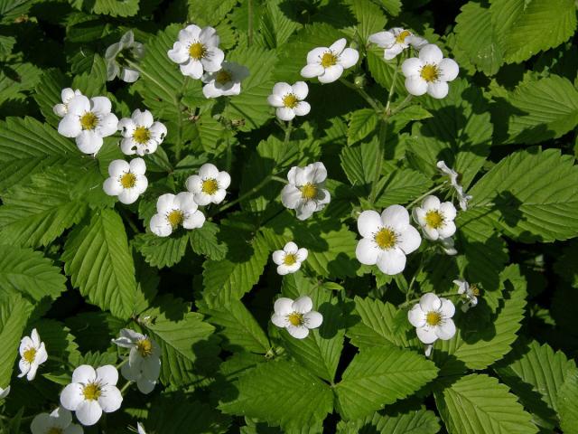 Jahodník (Fragaria orientalis Lozinsk.)