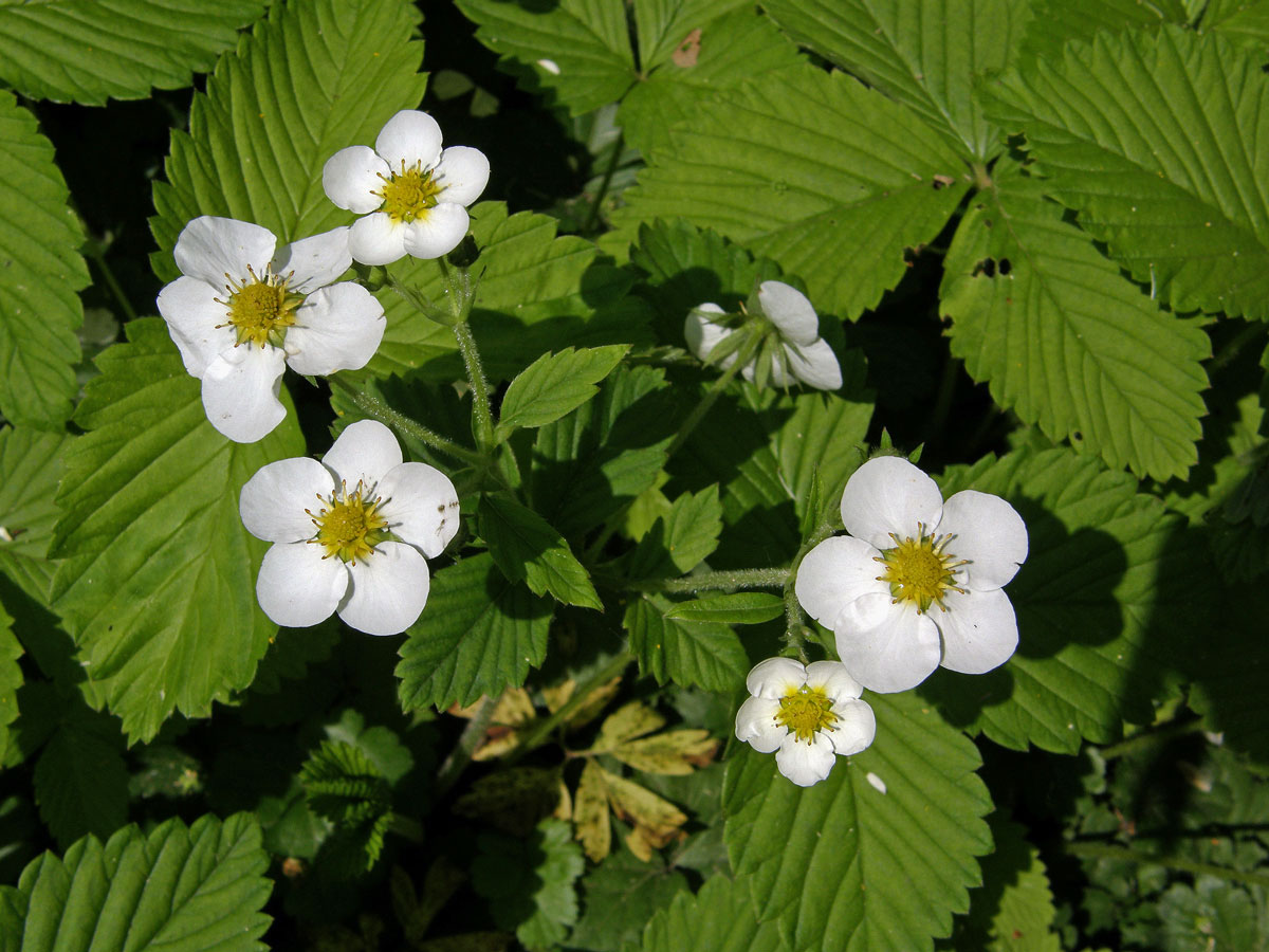 Jahodník (Fragaria orientalis Lozinsk.)