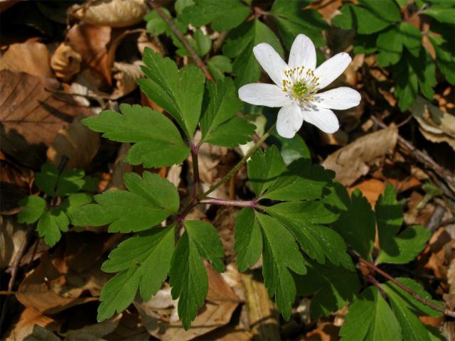 Sasanka hajní (Anemone nemorosa L.)