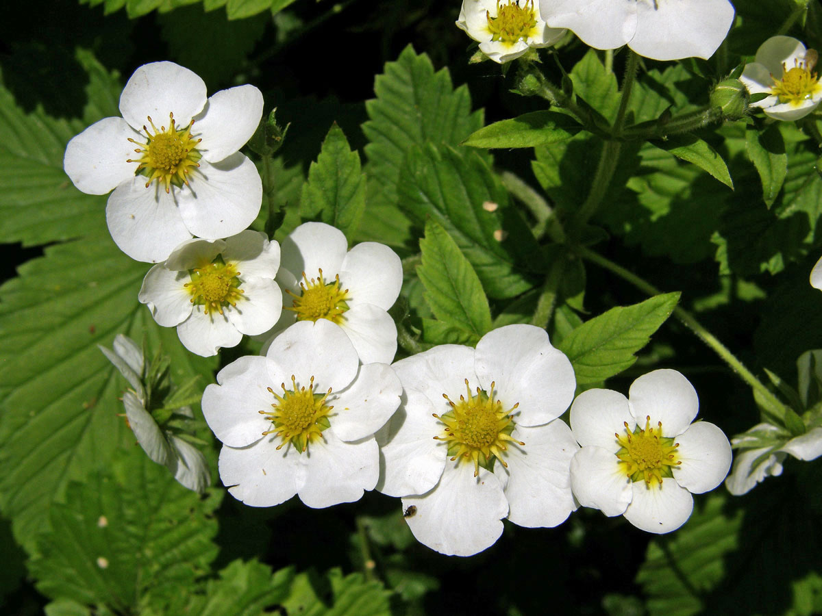 Jahodník (Fragaria orientalis Lozinsk.)