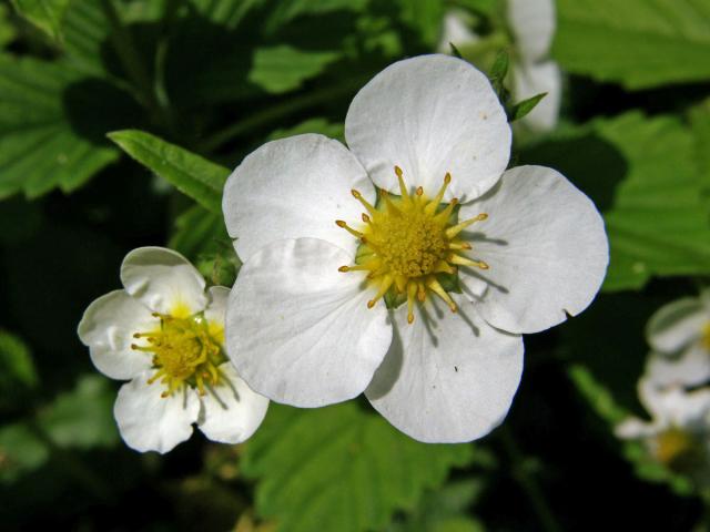 Jahodník (Fragaria orientalis Lozinsk.)