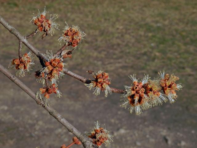 Javor stříbrný (Acer saccharinum L.)