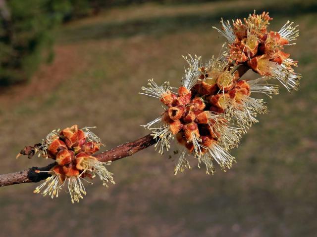 Javor stříbrný (Acer saccharinum L.)