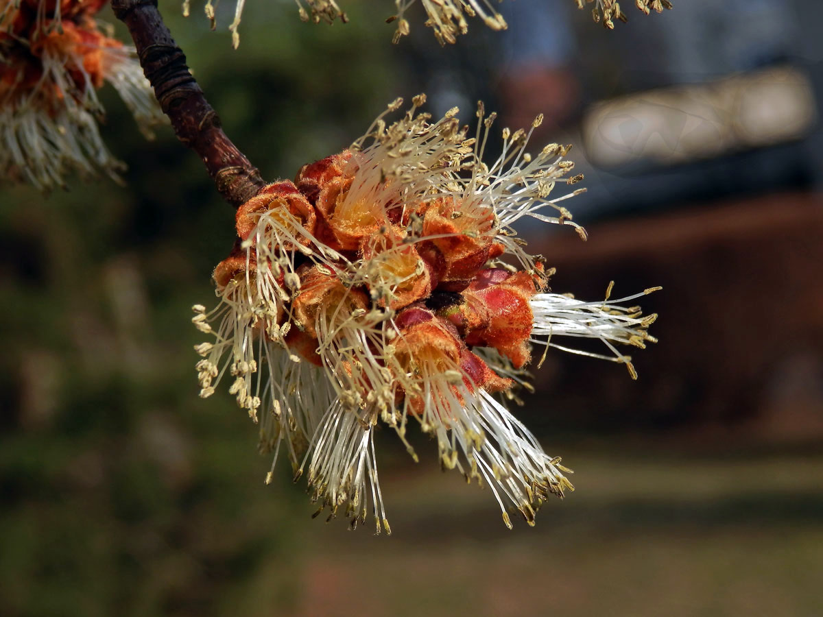 Javor stříbrný (Acer saccharinum L.)