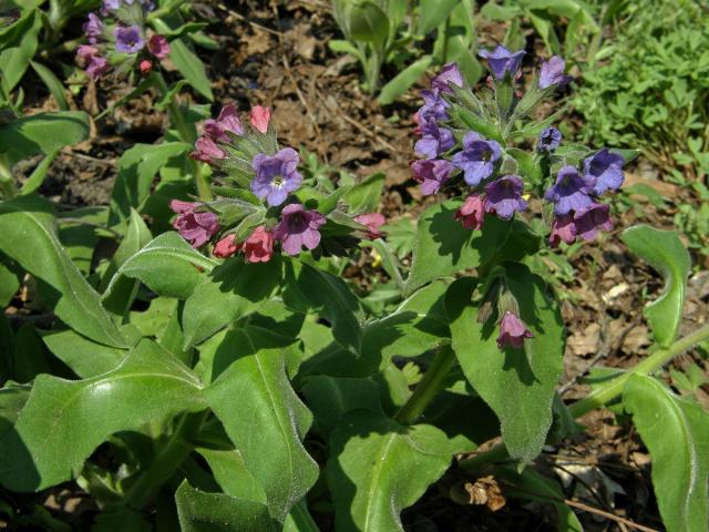 Plicník horský (Pulmonaria montana (Kern.) Nym.)