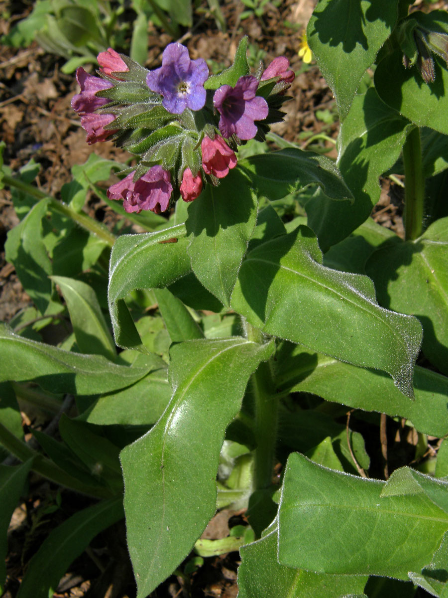 Plicník horský (Pulmonaria montana (Kern.) Nym.)