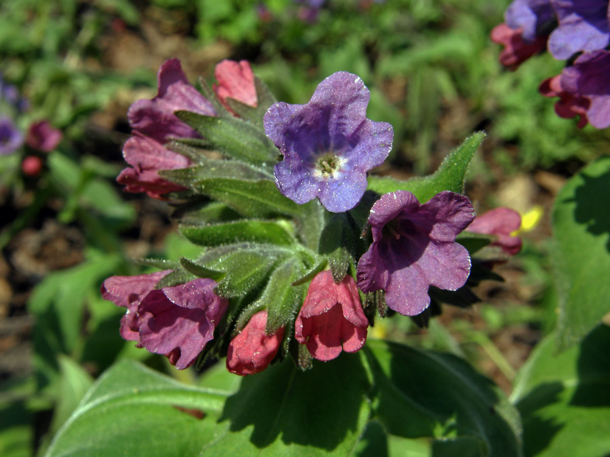 Plicník horský (Pulmonaria montana (Kern.) Nym.)